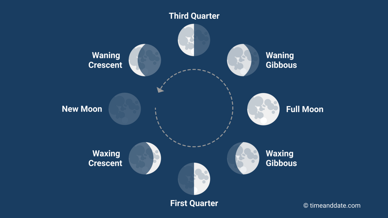 A lunar month is around 29.5 days long and encompasses all eight Moon phases starting with New to Waxing Crescent, First Quarter, Waxing Gibbous, Full, Waning Gibbous, Third Quarter, and Waning Crescent. Illustration of the eight phases of the Moon with an arrow showing the order they appear in, seen from Earth.