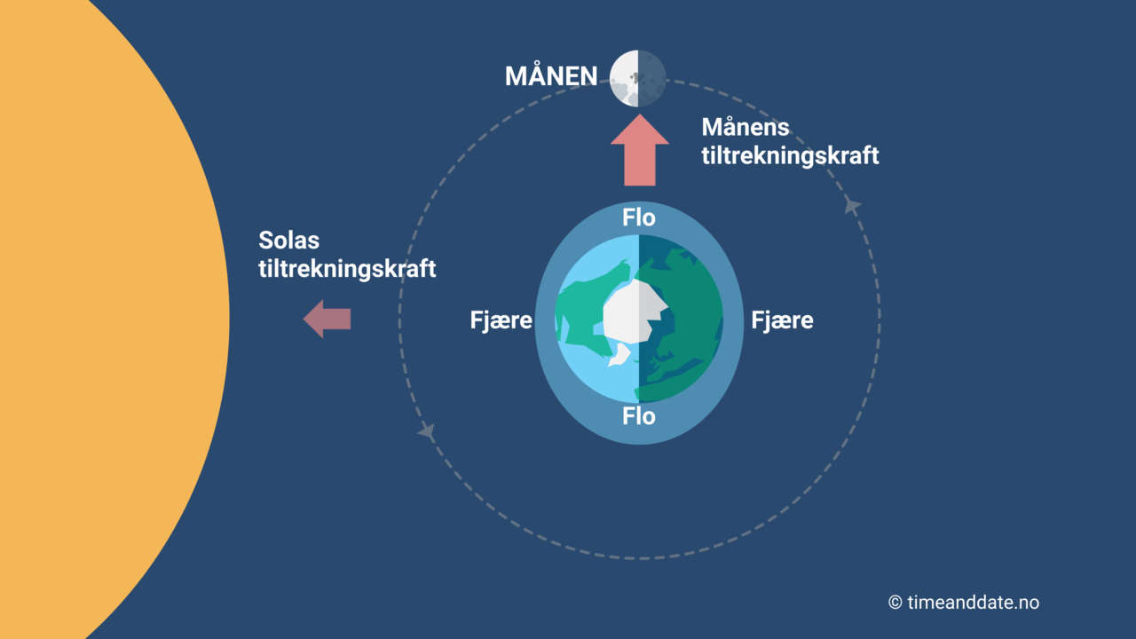 Grafisk fremstilling av månen sola og jorda under nippflo- og fjære. Solas og månens tiltrekningskraft virker mot hverandre.