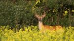 White-tailed deer buck near a canola field.