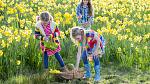 Three young girls on Easter hunt in field of daffodils.