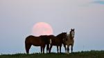 Mondaufgang hinter drei Pferden auf einer Weide