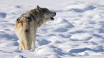 A howling lone gray wolf in snow-covered landscape.