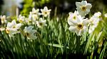 Daffodils growing in a flowerbed.