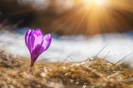 A crocus in the spring Sun.