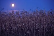 A Full Moon shines over a field of corn ready to be harvested. Dark blue night sky in the background. 