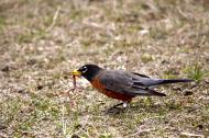 A spring robin pulling out a worm.