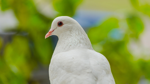 White dove on a green blurred background.