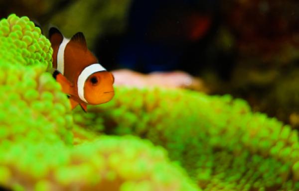 Clown fish hiding in the coral.