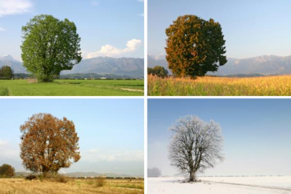 The seasons