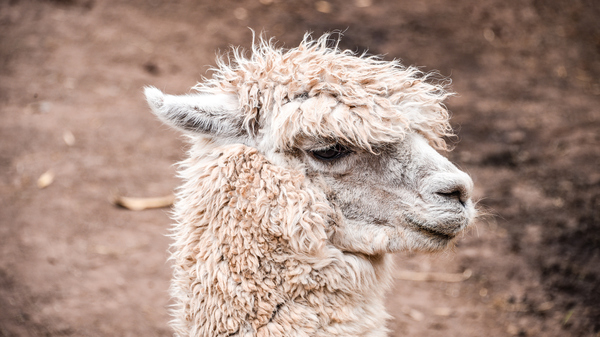 Close-up of an Alpaca head with whiteish fur.