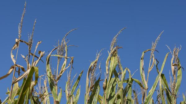 A field of corn ready for harvest under a clear, blue sky in early September.