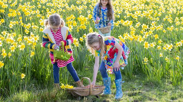 Three young girls on Easter hunt in field of daffodils.