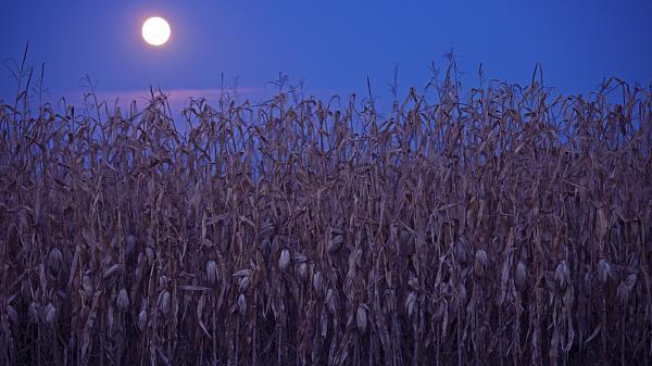 A Full Moon shines over a field of corn ready to be harvested. Dark blue night sky in the background.