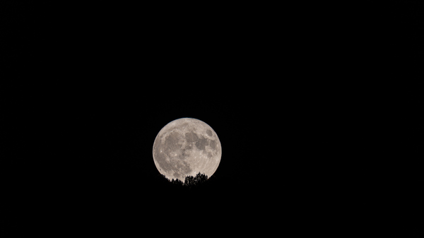 A full moon rises over a treeline.