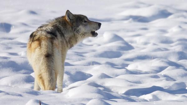 A howling lone gray wolf in snow-covered landscape.