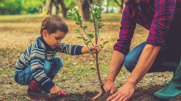 Little boy helping his father to plant a tree.