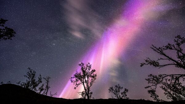 An image of a vivid purple band of aurora with silhouetted trees in the foreground.