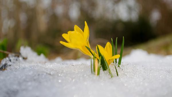 Flowers growing through the frozen ground.