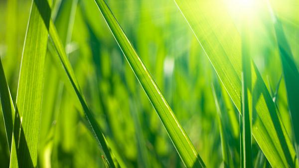 Closeup on fresh spring grass with warm sunlight