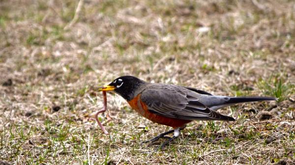 A spring robin pulling out a worm.