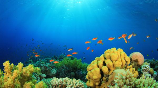 Tropical Fish and Coral Reef in Sunlight.
