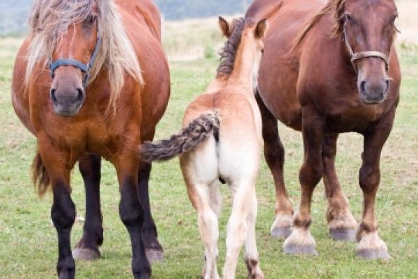 Photo done in Cantabria (Spain) in summer 2008. Horses and colt. Photo done in Cantabria (Spain) in summer 2008. Horses and colt.