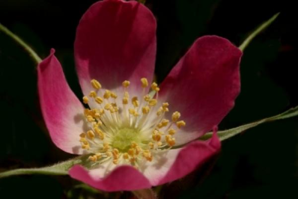 Dog rose flower macro Dog rose flower macro