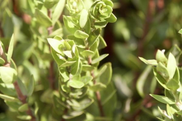 evergreen shrub, uses for Jewish holiday named Sukkot. evergreen shrub, uses for Jewish holiday named Sukkot.