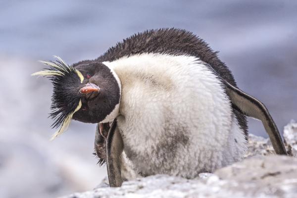 A Rockhopper penguin on a rock tilting its head.