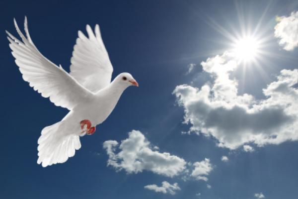 Dove in the sky