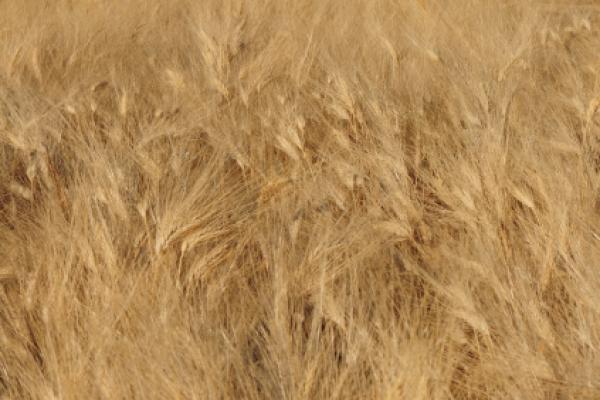 Wheat field Wheat field