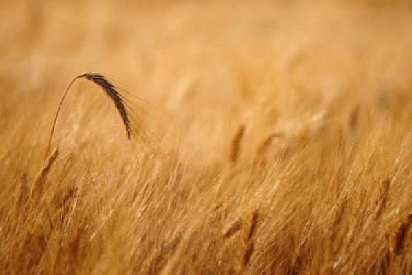 Wheat in the field Wheat in the field