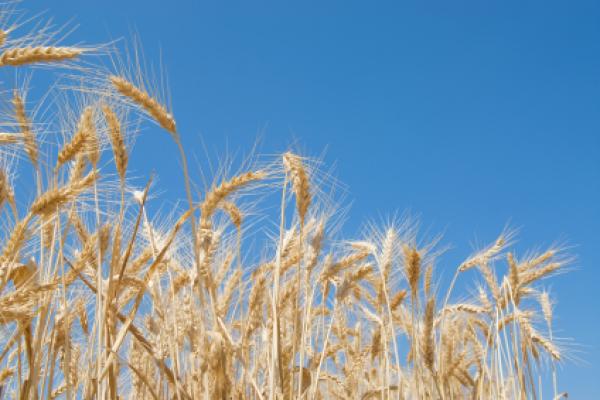 Field of wheat with blue sky in the background Field of wheat with blue sky in the background