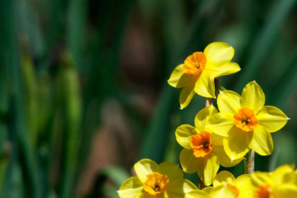 Daffodils Daffodils