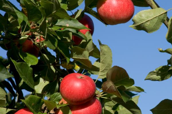 Bright red apples ripening on the tree Bright red apples ripening on the tree