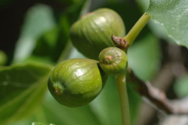 Fig fruit Fig fruit