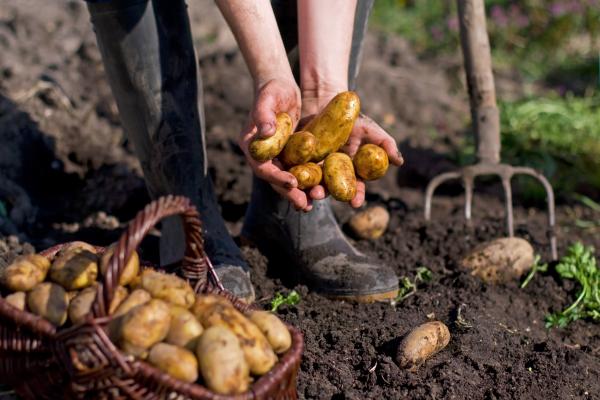 Freshly dug potatoes at a farm.