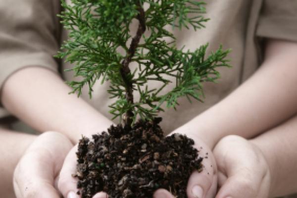 Small tree cupped in child's hands supported by mother's hands.