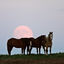 The Full Moon behind three horses.