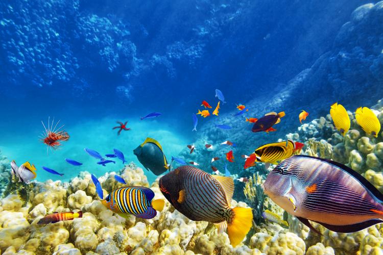 Clown fish hiding in the coral.
