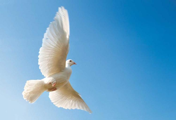 A white dove flying towards a blue sky.