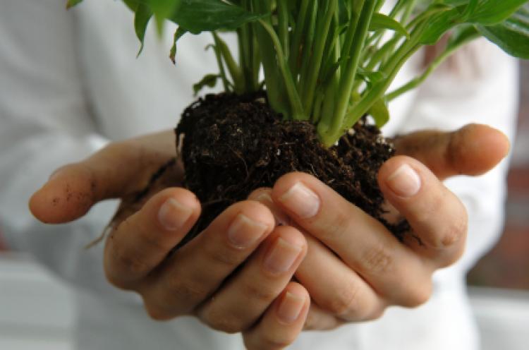 Stretched out hands gently holding a plant in soil.