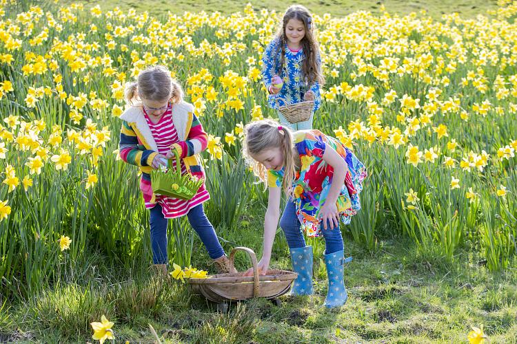 Three young girls hunting on an Easter egg hunt in a field of daffodils.