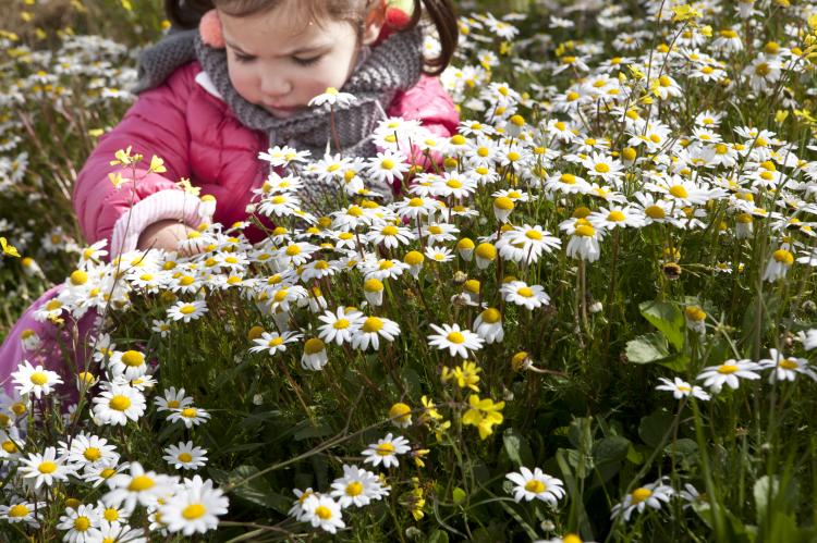 Toddler girl in a field of daisies.