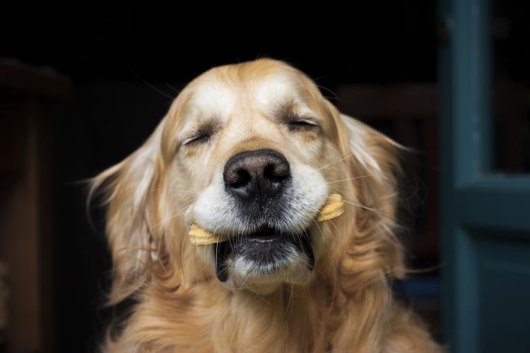 Dog holding a biscuit in his mouth.