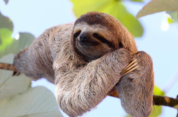 Baby sloth on a tree.