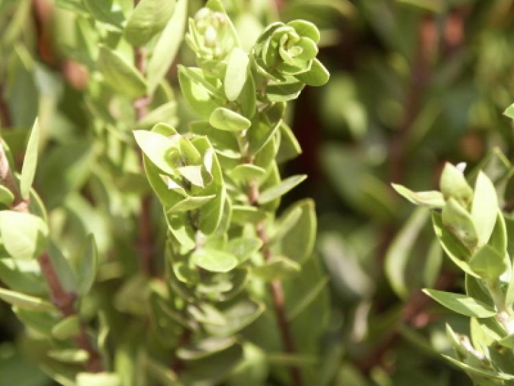 evergreen shrub, uses for Jewish holiday named Sukkot. Click to see more detail. evergreen shrub, uses for Jewish holiday named Sukkot.