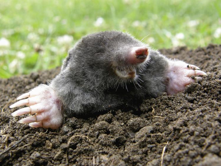 A mole digging dirt. A mole digging dirt.