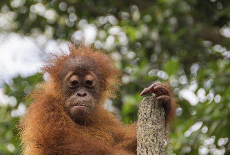 Orangutan at the top of a tree stump.