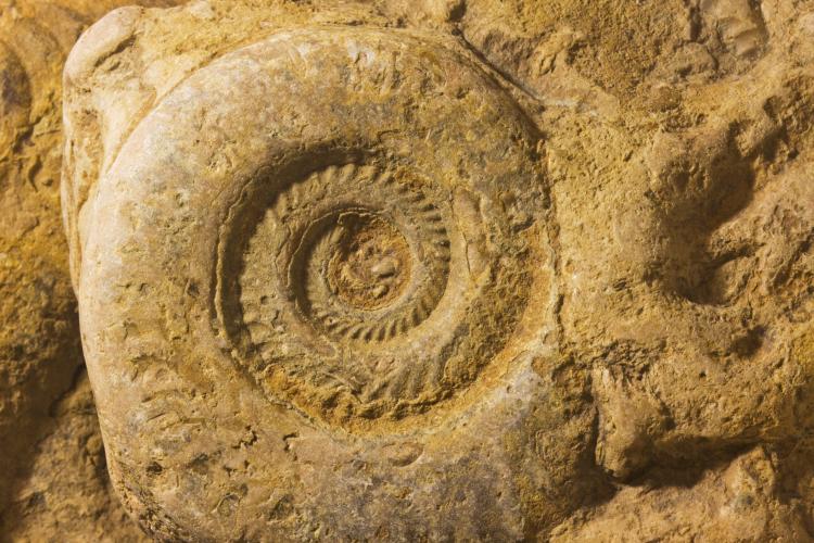 ammonite fossil age